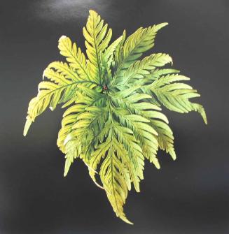 Angel Wing Fern