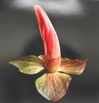 Koki'o, Kokia kauaiensis