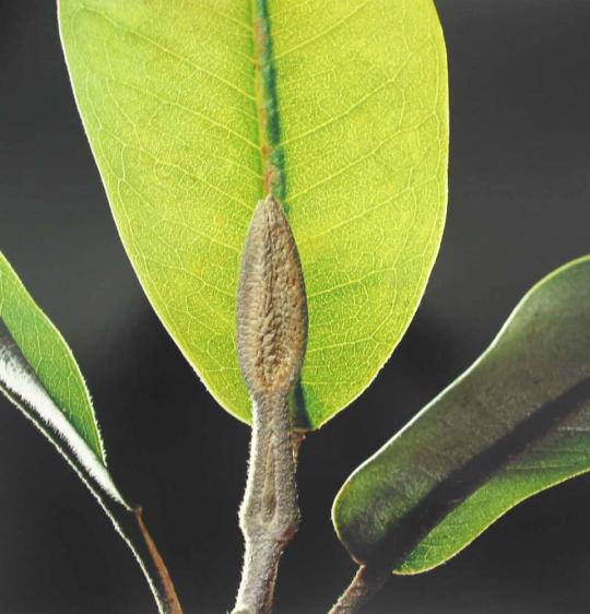 Alani, Melicope degeneri