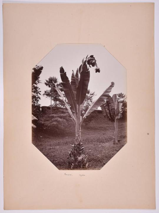 Banana, Ceylon