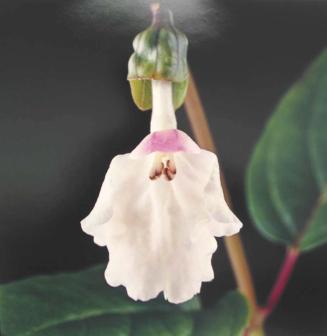 Phyllostegia warshaueri