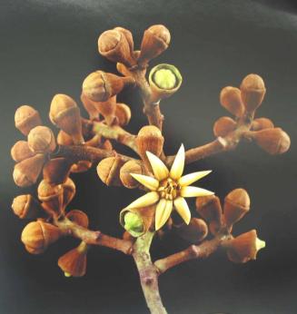 Tetraplasandra flynnii (bloom)