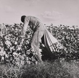 Migratory Field Worker Picking Cotton in San Joaquin Valley, California