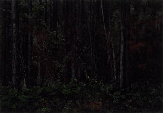 Southern Pine Forest