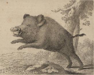 Jumping Wild Boar