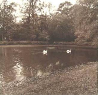 Swans at Middleton Place, Charleston, South Carolina
