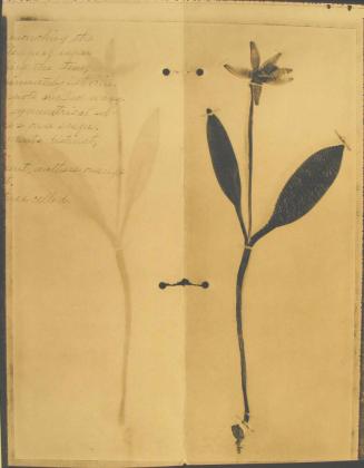 Zeva Oelbaum