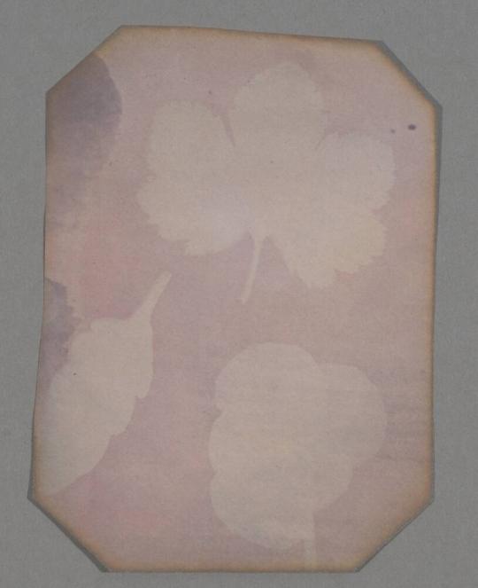 [Assorted Botanical Leaves, Pink Hue]