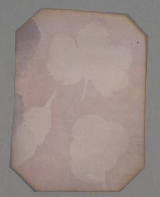 [Assorted Botanical Leaves, Pink Hue]