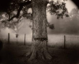 Deep South, Untitled (Scarred Tree)
