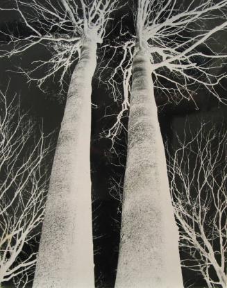 [Two trees in negative]