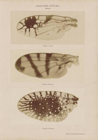Insecten-Flügel, Trypeta cometa, Trypeta alternata, Trypeta reticulata