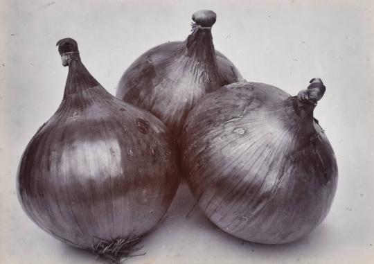 Onion Ailsa Craig