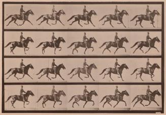 Racking (pacing); saddle; brown horse Pronto
