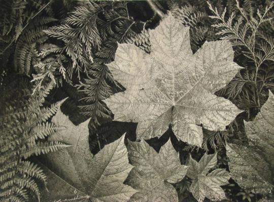 Leaves, Glacier Bay National Park, Montana