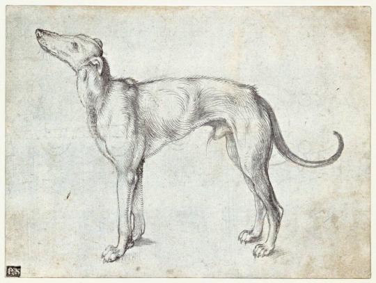 Fig. 26.1. Albrecht Dürer, A Greyhound, c. 1500–1501, brush and ink, indented with a stylus on  ...
