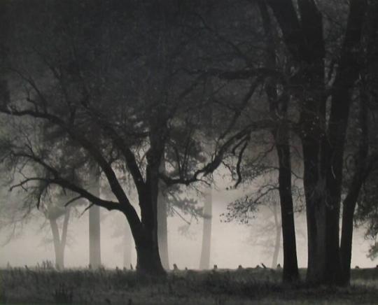 Fog, El Capitan Meadow