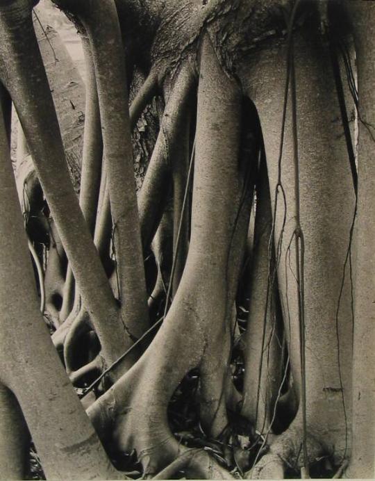 Banyan Roots