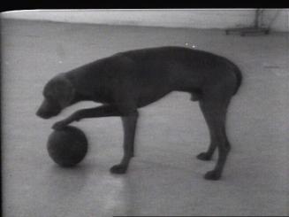 Dog and Ball