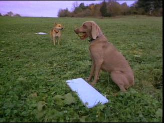 Dog Baseball