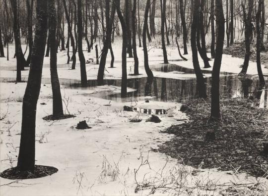 Arnsberg Forest, Beeches in the Ice