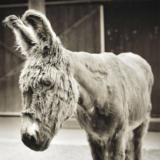 Babs, Donkey, Age 24, I