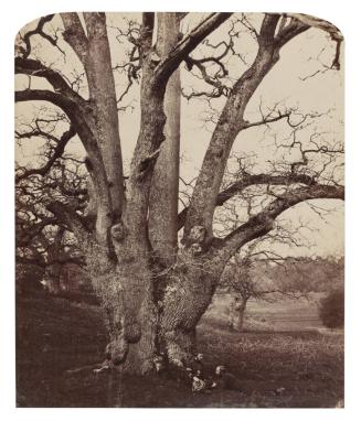 Tree Study with Two Uniformed Figures