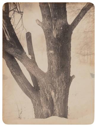 [Tree in Snow]