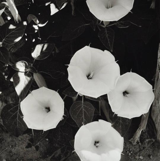 [Jimsonweed (Datura stramonium)]