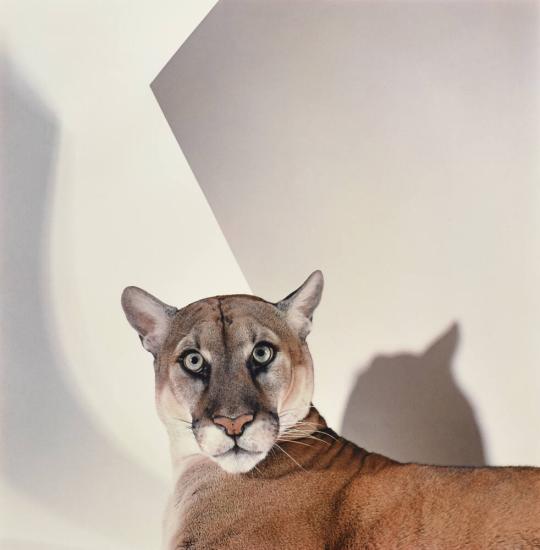 Florida Panther