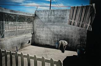 A guard dog stretches the length of his chain in front of a family of factory worker's home in Juarez, Mexico