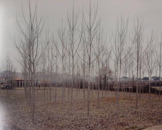 Young Trees in Winter, Tuscany, Italy