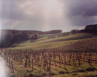 Vineyard, Passing Storm, Tuscany, Italy