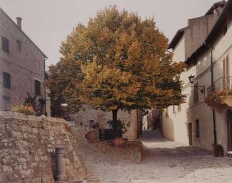 The Linden Tree, Tuscany, Italy