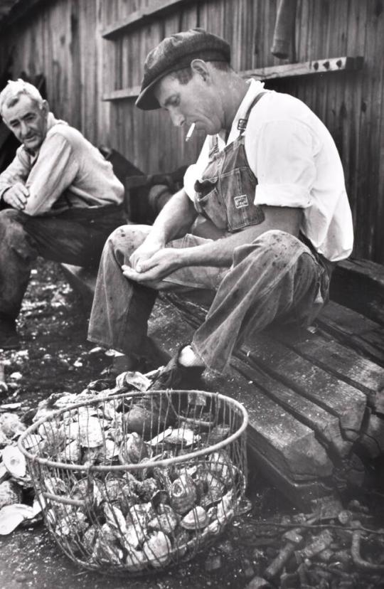 Shucking Oysters, Bivalve, New Jersey