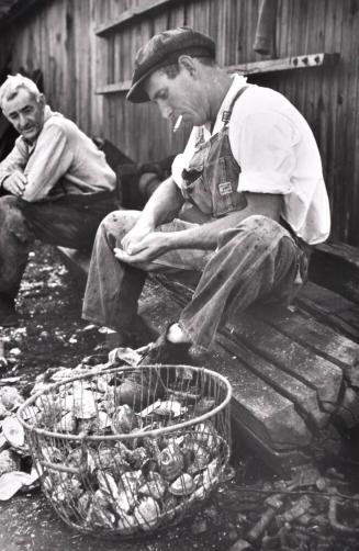 Shucking Oysters, Bivalve, New Jersey