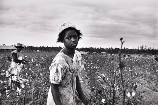 Picking cotton, Pulaski County, Arkansas