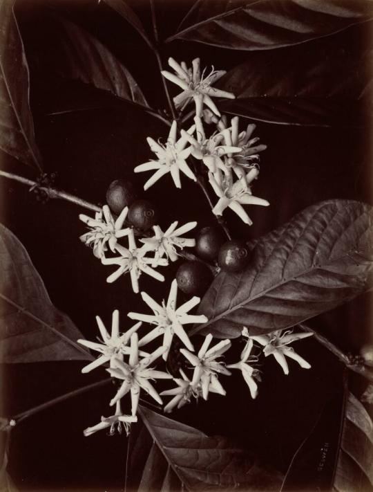 Liberian Coffee Blossom, Ceylon