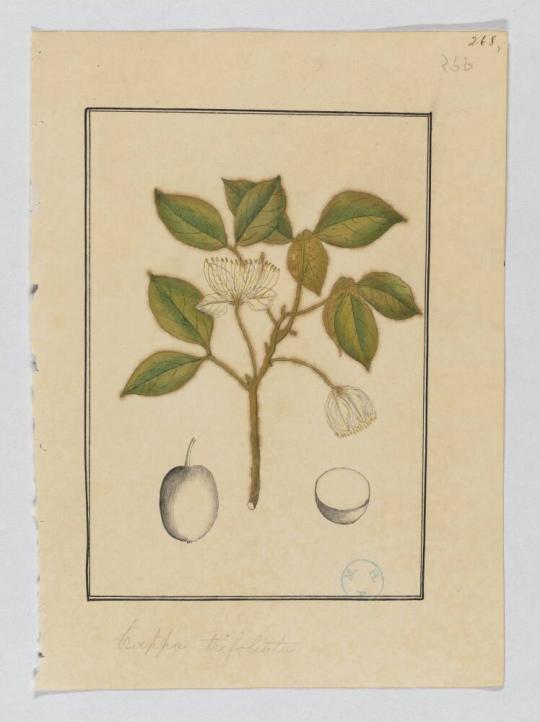 Company School Painting of Cappa trifoliata