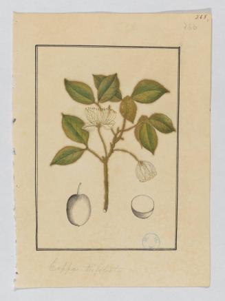 Company School Painting of Cappa trifoliata