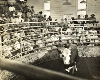 [Cow Auction]