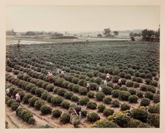 Untitled [Tea Plantation]