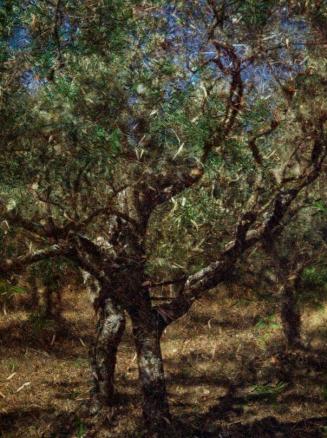 Tent-Camera Image on Ground: Olive Tree #2, St-Remy de Provence, France