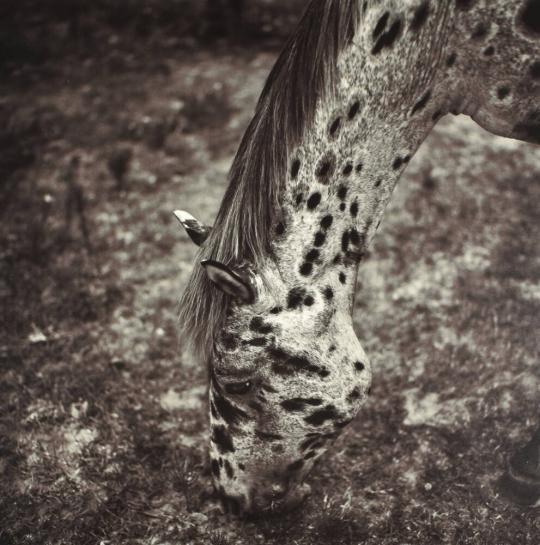 Appaloosa