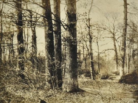 Sous-bois en automne