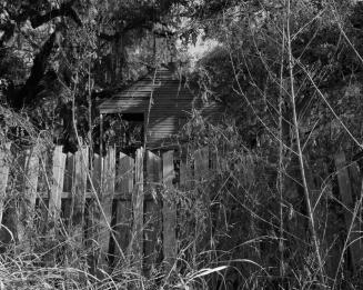 Overgrowth and Fence