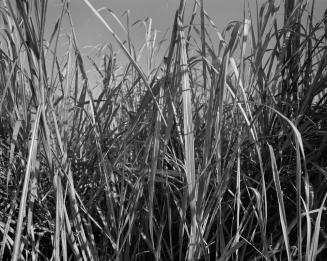 Sugarcane I