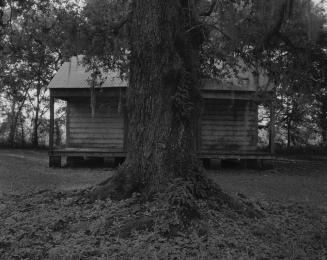 Tree and Cabin