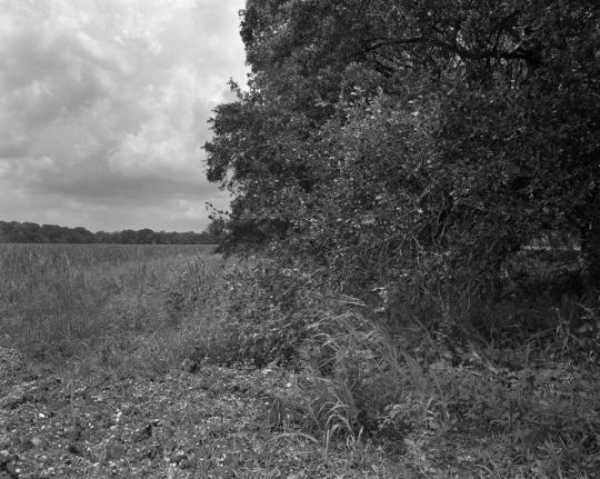 Field and Tree Underbrush