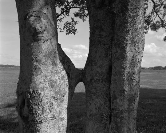 Conjoined Trees and Field